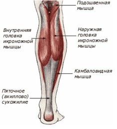 камбаловидная мышца
