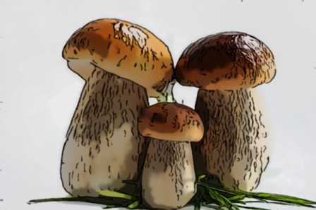 Польза грибов для организма